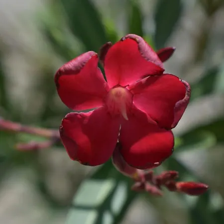 Palmengarten Finning