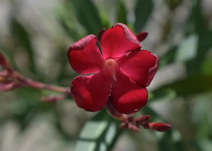 Palmengarten Finning